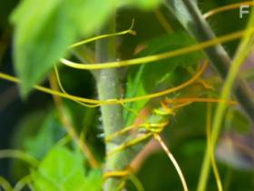 Discovery:       , 2010 - 